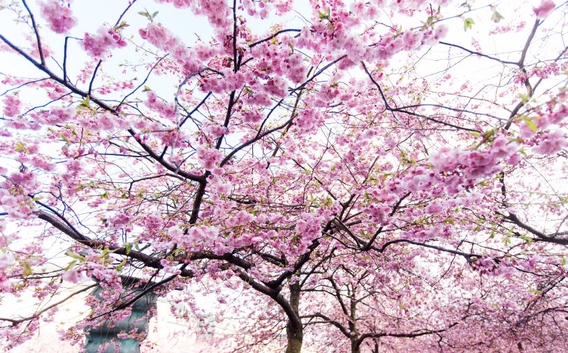 cherry-blossom-stockholm